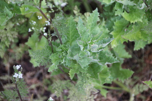 iNaturalist observation photo of California Goosefoot