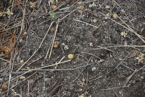 iNaturalist observation photo of Hares and Rabbits