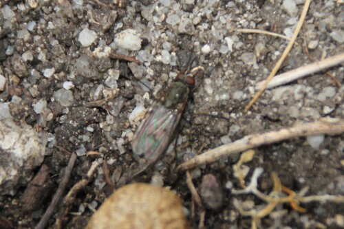 iNaturalist observation photo of Muscoid Flies
