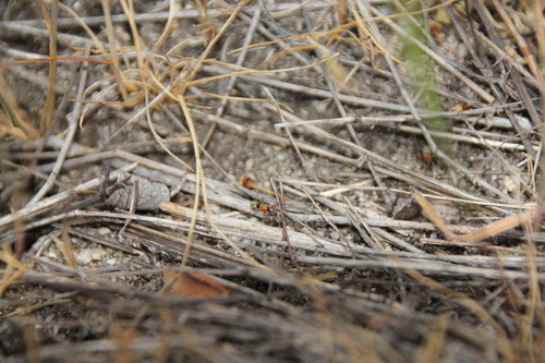 iNaturalist observation photo of Western Velvety Tree Ant