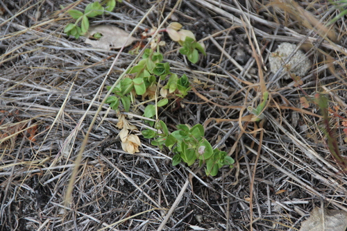 iNaturalist observation photo of scarlet pimpernel