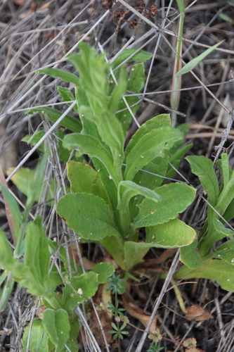 iNaturalist observation photo of rabbit-tobaccos