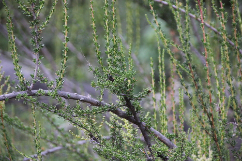 iNaturalist observation photo of chamise