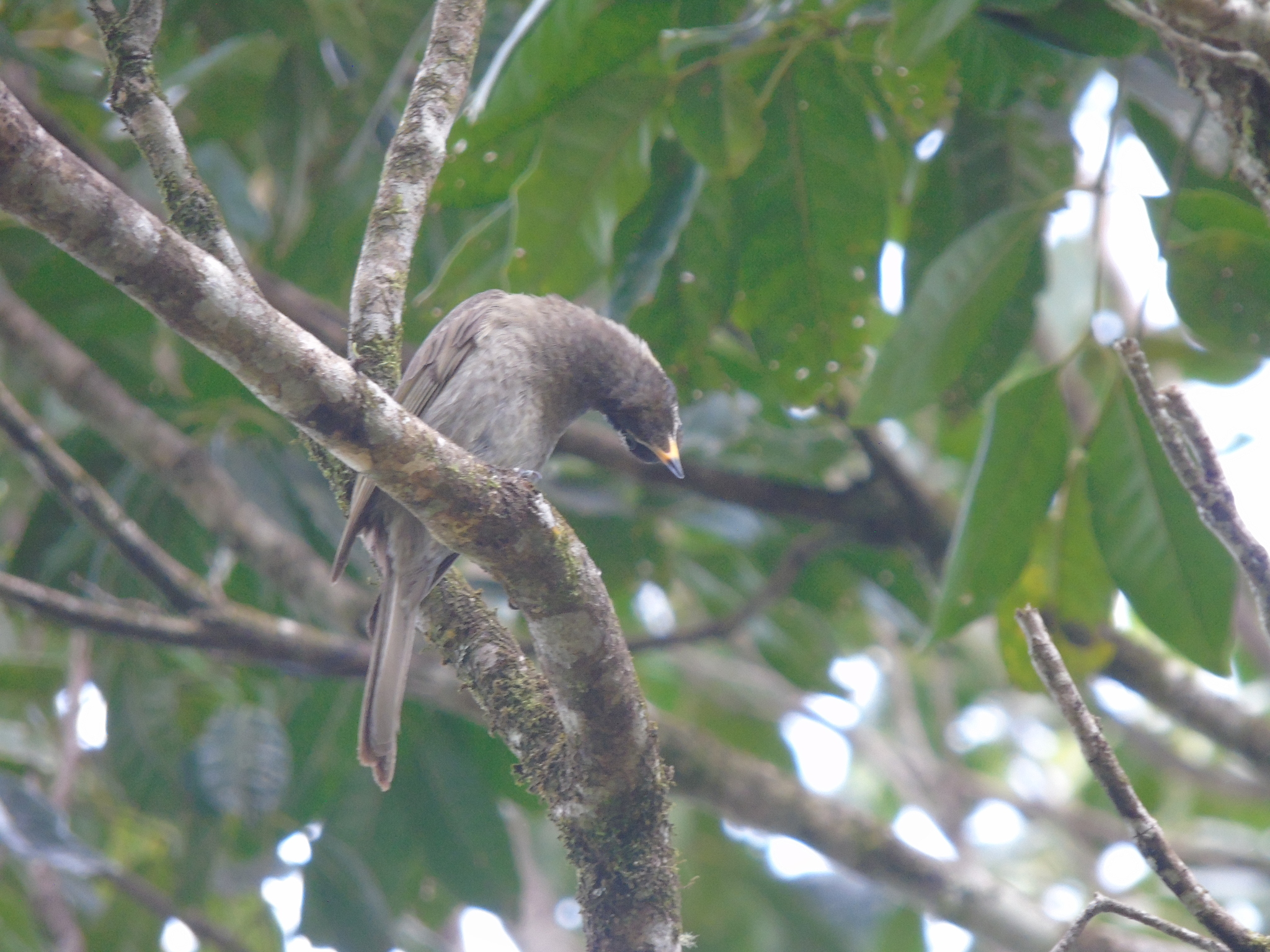Bridled Honeyeater (Bolemoreus frenatus), photo 2