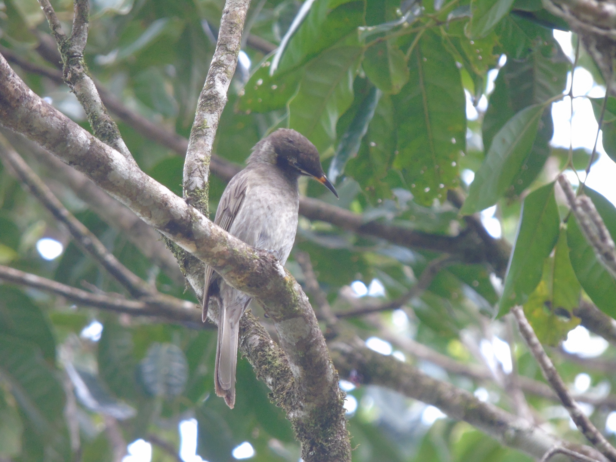 Bridled Honeyeater (Bolemoreus frenatus), photo 3