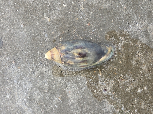 Amoria maculata observed 2026-04-17