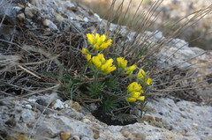 Draba cuspidata
