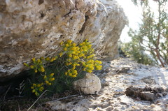 Draba cuspidata