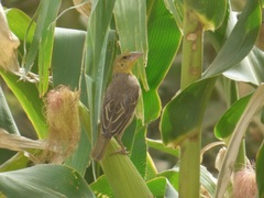 Ploceus cucullatus