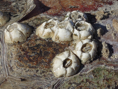 Chelonibia testudinaria