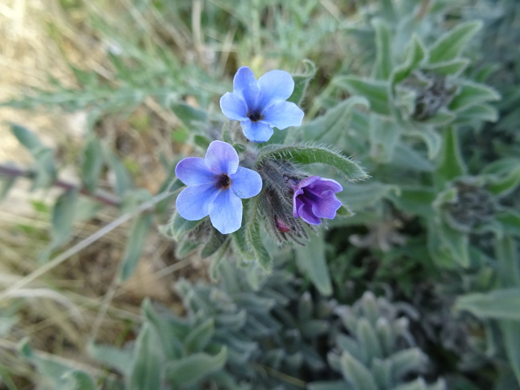 strigose alkanet