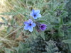 Strigose Alkanet - Photo (c) יאיר אור, some rights reserved (CC BY-NC-SA), uploaded by יאיר אור