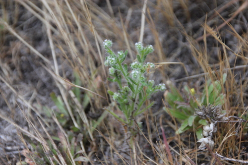 iNaturalist observation photo of Annual Cryptanthas