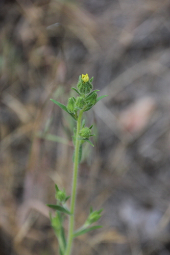 iNaturalist observation photo of tarweeds