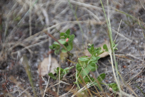 iNaturalist observation photo of scarlet pimpernel