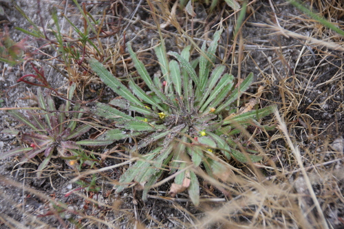 iNaturalist observation photo of Suncups