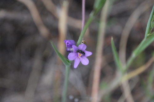 iNaturalist observation photo of western blue-eyed grass
