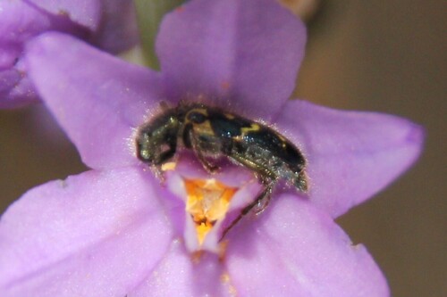 iNaturalist observation photo of Ornate Checkered Beetle