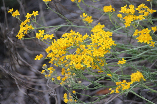 iNaturalist observation photo of Golden Yarrow