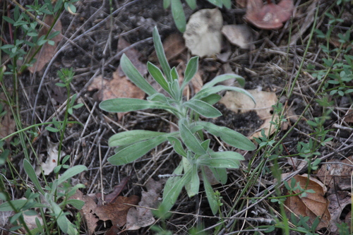iNaturalist observation photo of False Goldenasters