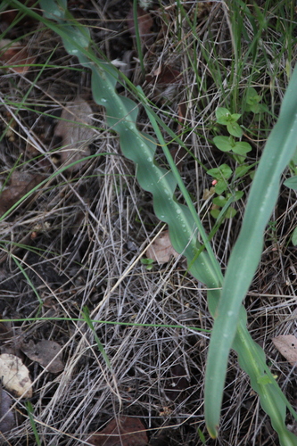 iNaturalist observation photo of wavy-leafed soap plant