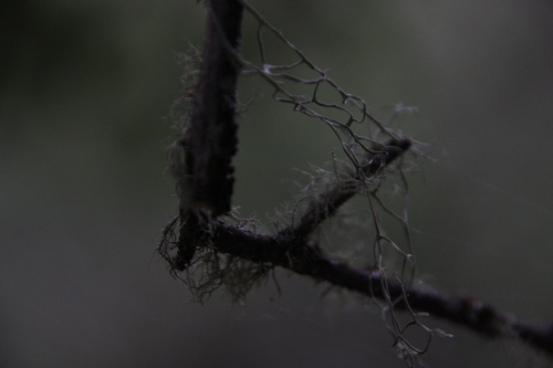 iNaturalist observation photo of Common Lichens