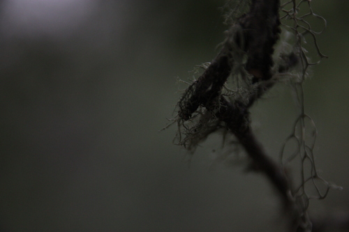 iNaturalist observation photo of Common Lichens