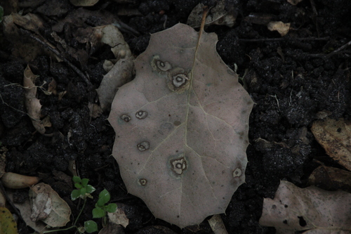 iNaturalist observation photo of Tubakia californica