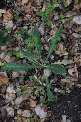 iNaturalist observation photo of Plume Thistles