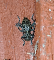 Plectrura spinicauda