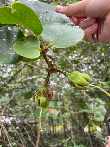 Sonneratia ovata observed 2026-04-17