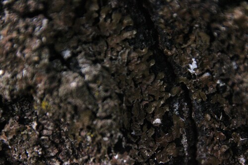iNaturalist observation photo of typical shield lichens