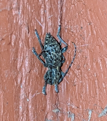 Plectrura spinicauda