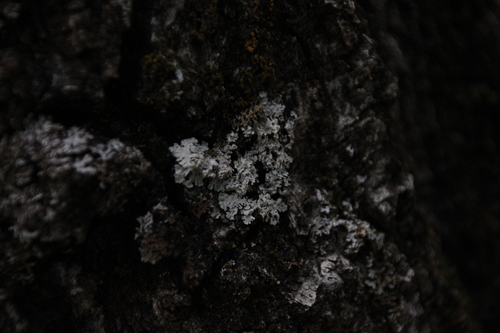 iNaturalist observation photo of Frosted Lichens