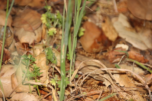 iNaturalist observation photo of Flies