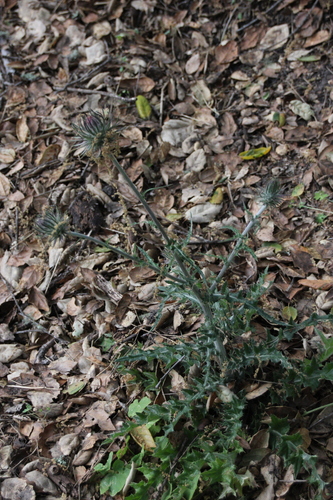 iNaturalist observation photo of Cobwebby Thistle