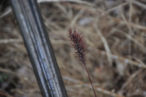 iNaturalist observation photo of Pooideae