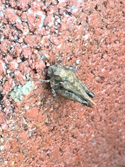 Tettigidea lateralis