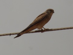 Falco tinnunculus image