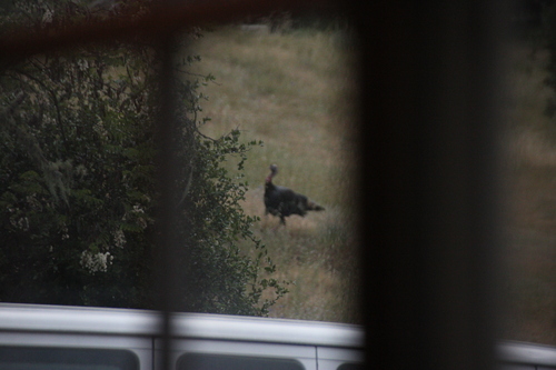 iNaturalist observation photo of Wild Turkey