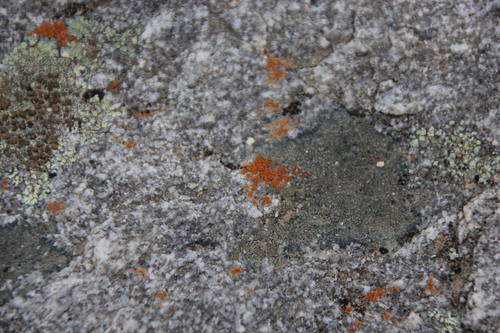 iNaturalist observation photo of Xanthorioideae