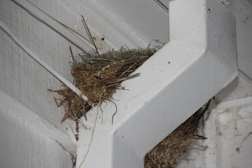 iNaturalist observation photo of Birds