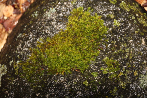 iNaturalist observation photo of Mosses