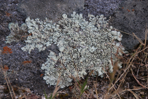 iNaturalist observation photo of rock shield lichens