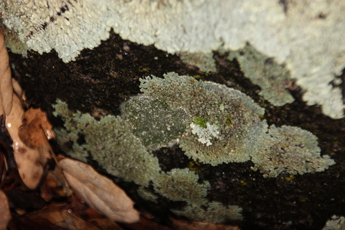 iNaturalist observation photo of Protoparmeliopsis