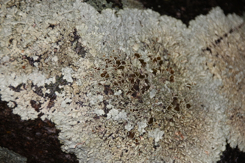 iNaturalist observation photo of rock shield lichens