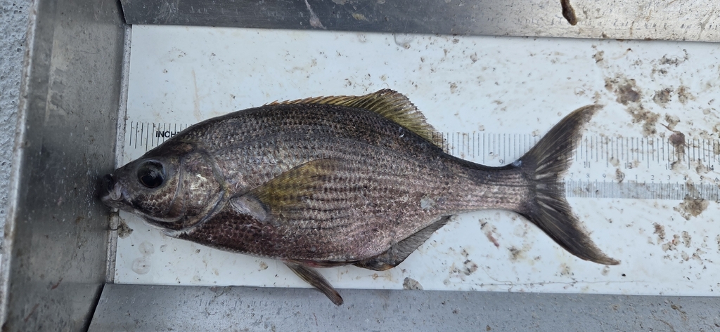 Sharpnose seaperch (Phanerodon atripes) — Embiotocidae