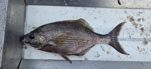 Sharpnose seaperch (Phanerodon atripes) — Embiotocidae