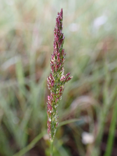 vernal pool bentgrass (Agrostis lacuna-vernalis)