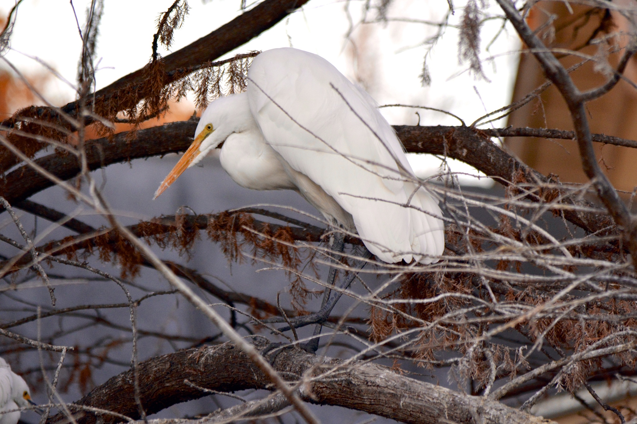 Great Egret